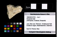 Foto (Objekt + Etikett) von Decapoda indet.  (NHMW-GEO-1990-0041-2723)